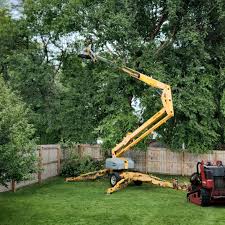 How Our Tree Care Process Works  in  Cupertino, CA