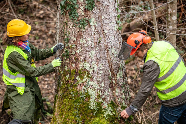 Cupertino, CA Tree Services Company