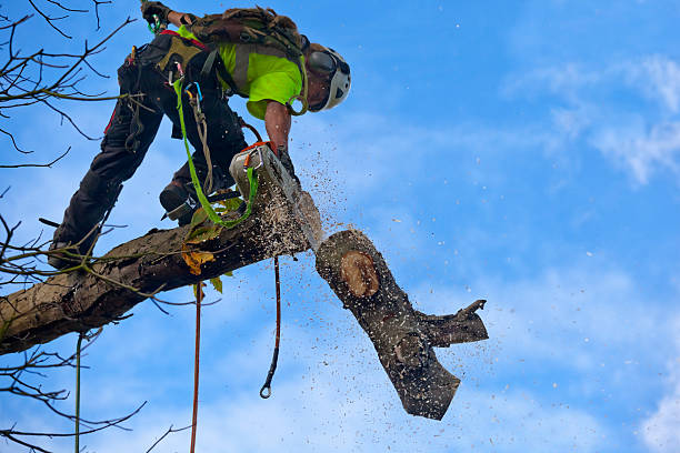 Tree and Shrub Care in Cupertino, CA